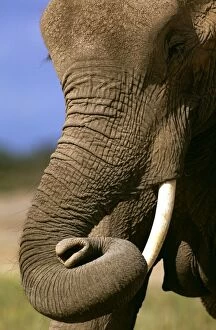 Elephants Collection: African Elephant - with curled up trunk - Kenya JFL17373