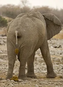 Faeces Prints: African Elephant - defecating - Etosha National Park - Namibia - Africa