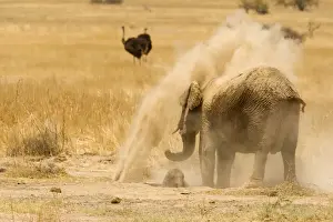 Dust Bathing Prints: African Elephant - desert adapted - adult throws dust over herself as her calf lies on the ground in front of her - dry