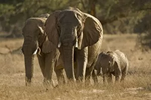Images Dated 9th October 2008: African Elephant - desert adapted - two adults and calves heading up a river - late afternoon