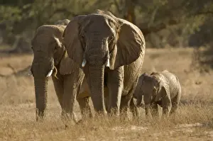 African Elephant - desert adapted - two adults and calves heading up a river - late afternoon light - Abahuab River - Damaraland - Western Namibia - Africa