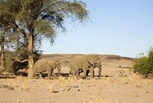 Images Dated 6th May 2007: African Elephant - Desert adapted bulls in their typical habitat Huab River, Damaraland