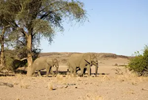 African Elephant - Desert adapted bulls in their typical habitat Huab River, Damaraland, Western Namibia, Africa