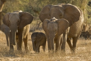 Images Dated 9th October 2008: African Elephant - desert adapted - family group on the move - late afternoon light - Abahuab