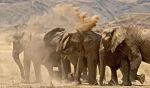 Dust Bathing Prints: African Elephant - desert adapted - family members having a dust bath on a dry grassy plain - Damaraland - Western
