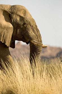 African Elephant - desert adapted - head and shoulder portrait of a big bull standing in yellow winter grass African Elephant - desert adapted - head and shoulder portrait of a big bull standing in yellow winter grass