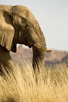 Tusks Prints: African Elephant - desert adapted - head