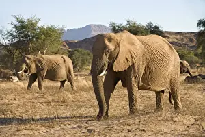 African Elephant - desert adapted - members of a family group move up a dry riverbed - Abahuab River - Damaraland - Western Namibia - Africa