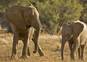 African Elephant - desert adapted - young elephant babysitting a calf with a white thorn stuck in its head - Abahuab River - Damaraland - Western Namibia - Africa