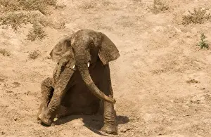 Dust Bathing Prints: African Elephant - desert adapted - youngster rolls itself around in the dust - Abahuab River - Damaraland - Western