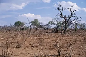 Damage Prints: African Elephant Destruction of Svanannah habitat, Chobe National Park Botswana, Africa