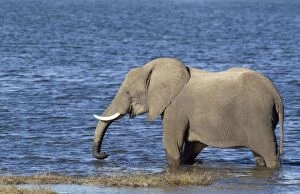 Images Dated 14th August 2009: African Elephant - drinking cow in the shallow