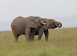 World Wildlife Prints: African Elephant - two drinking from pool - Masai Mara Game Reserve - Kenya