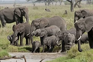 African Elephant - drinking at waterhole