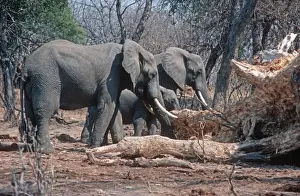 Destruction Prints: African Elephant - eating damaged baobab trees Luangwa Valley Zambia