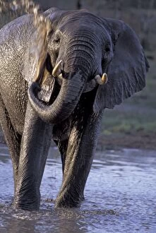 African Elephant - an elephant bathing at a waterhole