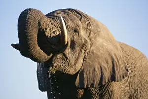 African Elephant Etosha National Park, Namibia, Africa