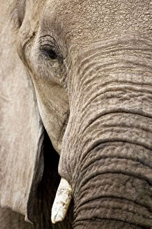 Images Dated 2nd October 2009: African Elephant - Etosha National Park - Namibia - Africa