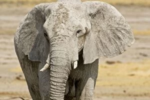 Images Dated 24th September 2009: African Elephant - Etosha National Park - Namibia - Africa