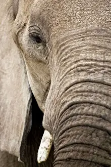 Texture Prints: African Elephant - Etosha National Park - Namibia - Africa