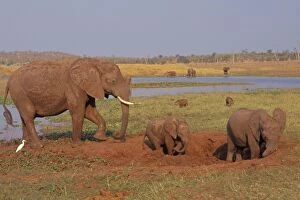 African Elephant - Family enjoying a mud hole