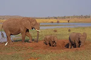 African Elephant. Family enjoying a mud hole. Africa