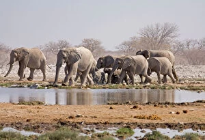 Herds Collection: African Elephant - Family group approaching a water hole Etosha National Park, Namibia, Africa