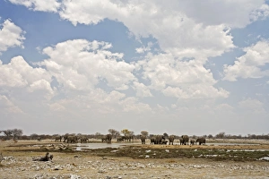 African Elephant - Family group drinking at Goas Water Hole African Elephant - Family group drinking at Goas Water Hole
