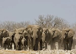 Images Dated 25th April 2000: African Elephant Family group emerging from the dry bush Goas, Etosha National Park, Namibia, Africa