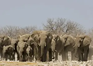 African Elephant Family group emerging from the dry bush Goas, Etosha National Park, Namibia, Africa