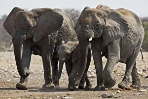 Images Dated 30th September 2009: African Elephant - family group on the move - Etosha National Park - Namibia - Africa