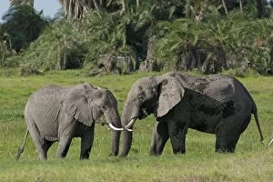 African Elephant - feeding