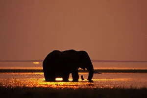 Silhouette Collection: African Elephant - feeding in Lake. Lake Kariba, Matusadona National Park, Zimbabwe. Africa. 3ME696