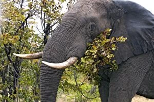 Images Dated 30th July 2010: African Elephant - feeding on leaves of Mopani. Satara, Kruger National Park, South Africa