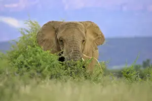 Heavy Prints: African Elephant feeding on roots in savanna Namibia, Africa