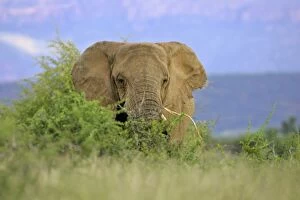 African Elephant - feeding on roots in savannah