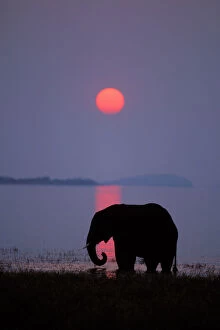 Sunsets & Sunrises Collection: African Elephant. Feeding along shore of Lake. Lake Kariba, Matusadona National Park, Zimbabwe