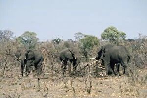 African Elephant - feeding on sticks because of drought