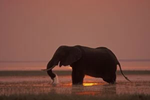 Images Dated 6th February 2005: African Elephant. Feeding at sunset. Lake Kariba, Matusadona National Park, Zimbabwe, Africa 3ME1448