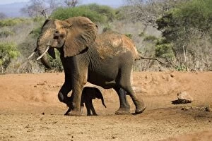 African Elephant - female / cow with 4 month old calf which she has just rescued from a water hole in Ngulia Rhino
