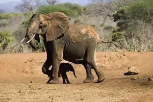 Management Prints: African Elephant - female / cow with 4 month old calf which she has just rescued from a water hole in Ngulia Rhino
