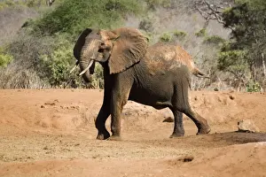 Sanctuary Prints: African elephant - female / cow angry at not being able to rescue her very young calf which has fallen into a water