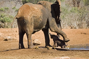 African Elephant - female / cow rescuing her very young calf which has fallen into a water hole in Ngulia Rhino African Elephant - female / cow rescuing her very young calf which has fallen into a water hole in Ngulia Rhino