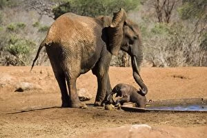 Images Dated 23rd February 2006: African Elephant - female /cow trying to rescue her very young calf which has fallen into a water