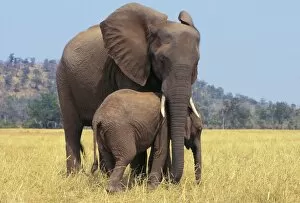 Mother's Day Gallery: African ELEPHANT - female / cow with young calf