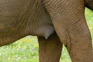 African Elephant - female, showing breast and nipple