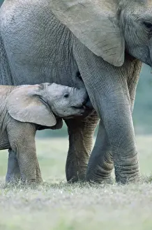 Suckling Prints: African Elephant - female & suckling calf Addo Elephant National Park, South Africa