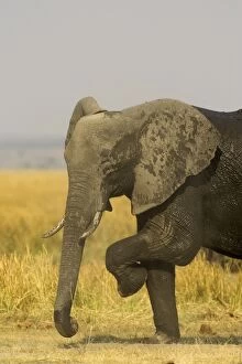 Dec2014/1/african elephant female took bath chobe