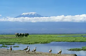 African Elephant - females & calves, Kilimanjaro in background. Amboseli National Park, Kenya, Africa