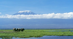 African Elephant - females & calves, Kilimanjaro in background African Elephant - females & calves, Kilimanjaro in background